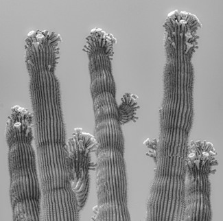 Saguaro Bloom