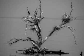 Salton Sea Herons