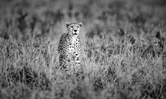 Cheetah on the move