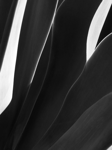 Agave