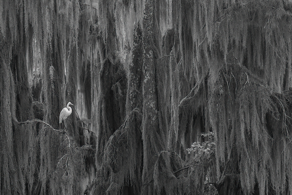 The Egret in The Swamp