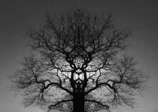 The Lion Tree