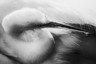 Egrets? I've Had A Few..