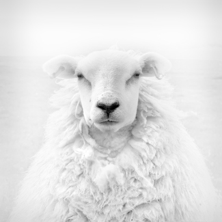 Portrait of a Sheep