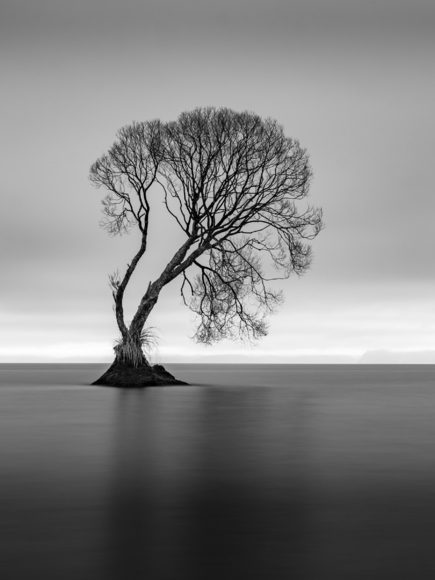 Taupo Tree
