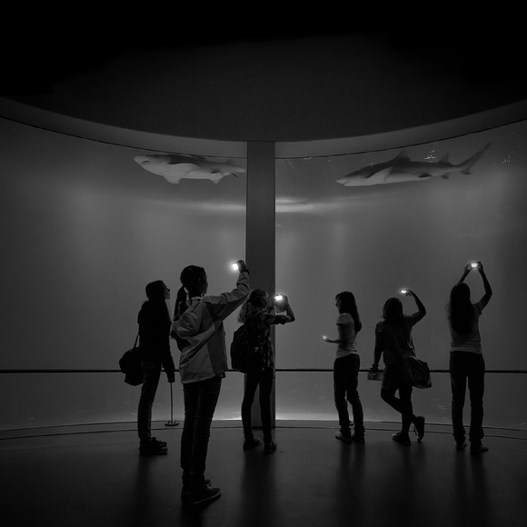 Negaprion brevirostris