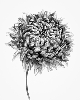 Chrysanthemum on White