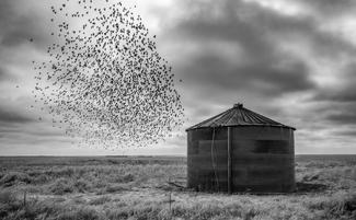 Murmuration