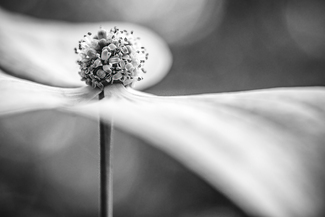 May I Have This Dance