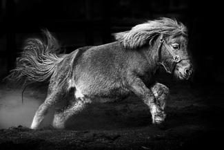 Pony