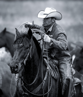 Bringing In The Herd