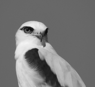 Black-Shouldered Kite on the Hunt