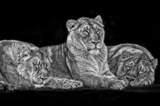 The Queen\'s