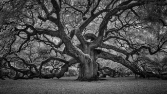 The Spider Tree