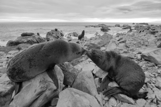 Kiss