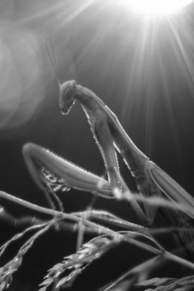 Under the light