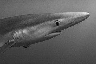 Shark