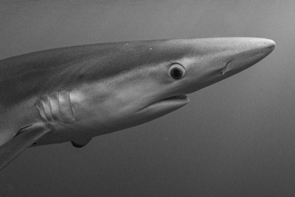 Shark