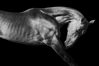 Stallion