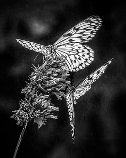 A Pair of Flutterbys