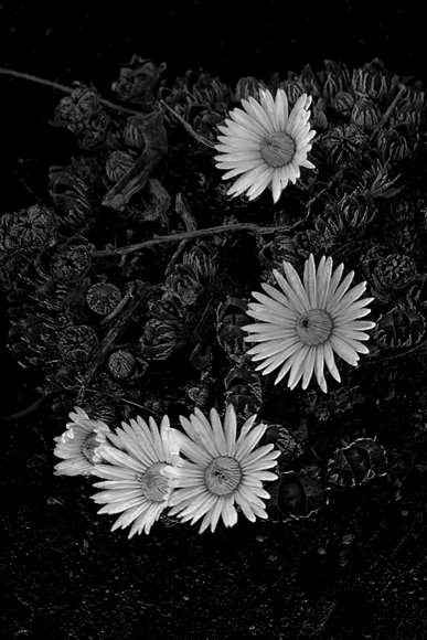 Desert Daisies