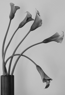 Graceful Lillies