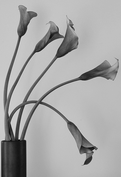 Graceful Lillies