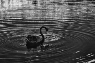 Black Swan