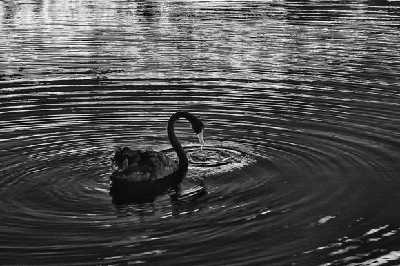 Black Swan