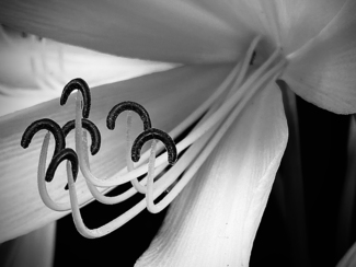 Lily stamens