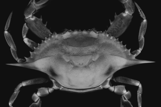 crab