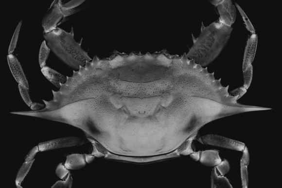 crab