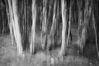 Scary Forrest