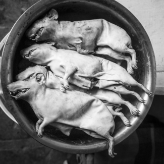 Guinea Pig for Dinner