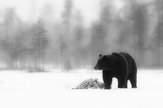 Frozen lunch