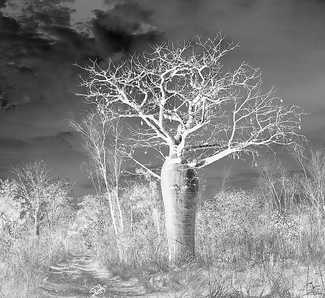 Foster Mary Jane Boab Tree