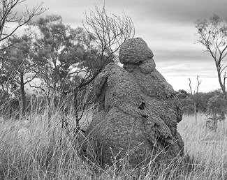 Foster Mary Jane Giant Ant Hill