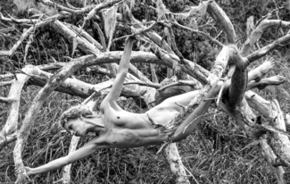 Treed