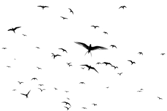 Arctic terns