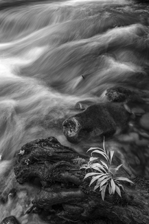Plant in a Stream