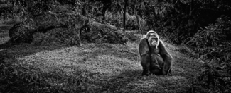 The Contemplative Gorilla