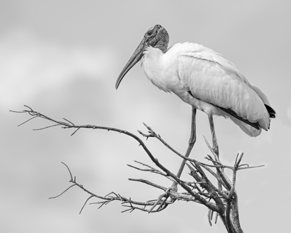 Wood Stork