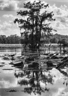 Swamp Tree