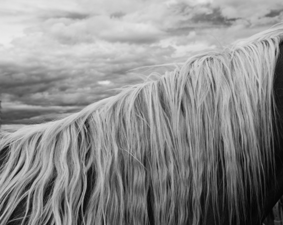 Mane and Sky