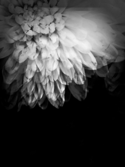 Fancy Flower
