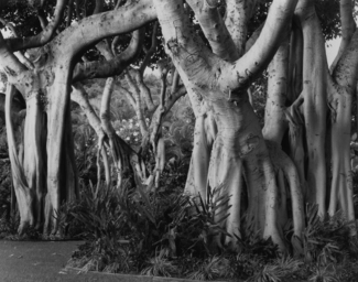 Trees in Maui
