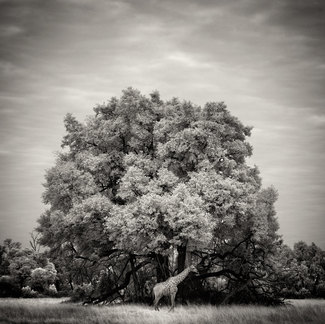 Okavango giraffe