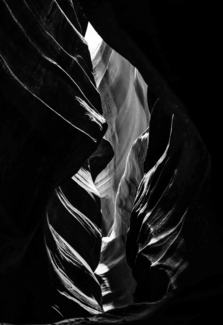 Antelope Skeleton / Leaf