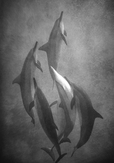 Dolphin Dance