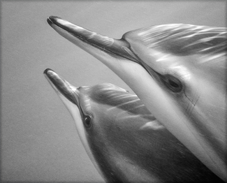 Dolphin Encounter